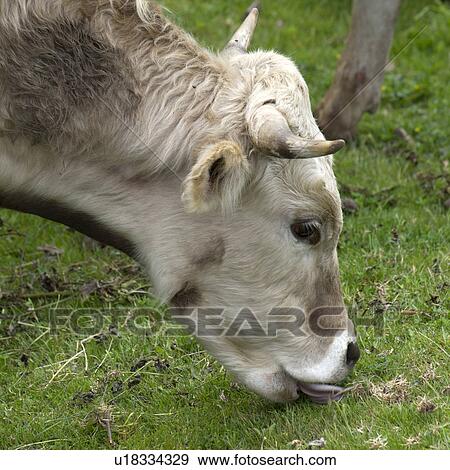 Cow grazing in a field, Sacred Valley, Cusco Region, Peru View Large Photo Image Stock Photo - Cow grazing in a field, Sacred Valley, Cusco Region, Peru. Fotosearch