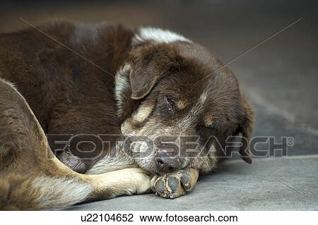 Stock Image - Dog sleeping in the street, Cuzco, Peru. Fotosearch