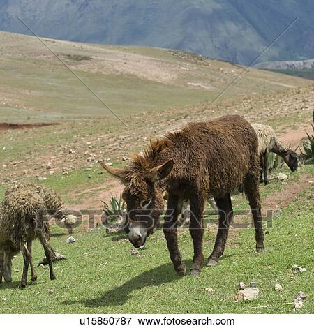 Stock Photo - Donkey and sheep grazing in the field, Sacred Valley, Cusco Region, Peru. Fotosearch