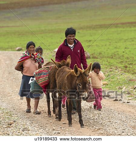 Family walking in a field with mules, Sacred Valley, Cusco Region, Peru View Large Photo Image Stock Image - Family walking in a field with mules, Sacred Valley, Cusco Region, Peru. Fotosearch