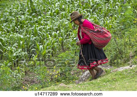 Stock Photo - Farmer working in the field, Sacred Valley, Cusco Region, Peru. Fotosearch
