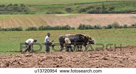 Picture - Farmers ploughing a field with cattle, Sacred Valley, Cusco Region, Peru. Fotosearch