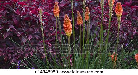 Flowers in a garden, Willka Tika, Sacred Valley, Cusco Region, Peru View Large Photo Image Stock Image - Flowers in a garden, Willka Tika, Sacred Valley, Cusco Region, Peru. Fotosearch