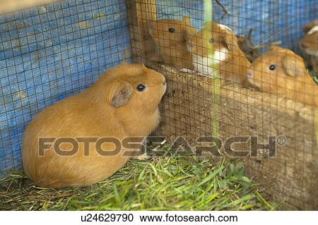 Stock Image - Hamsters in a cage, Chumpepoke Primary School, Sacred Valley, Cusco Region, Peru. Fotosearch