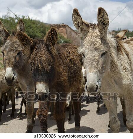 Herd of donkeys, Sacred Valley, Cusco Region, Peru View Large Photo Image Stock Photograph - Herd of donkeys, Sacred Valley, Cusco Region, Peru. Fotosearch