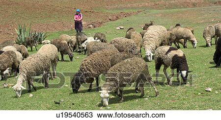 Stock Image - Herd of sheep grazing in the field, Sacred Valley, Cusco Region, Peru. Fotosearch