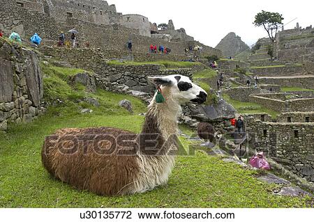 Llama (Lama glama) sitting at The Lost City of The Incas, Machu Picchu, Cusco Region, Peru View Large Photo Image Stock Image - Llama (Lama glama) sitting at The Lost City of The Incas, Machu Picchu, Cusco Region, Peru. Fotosearch