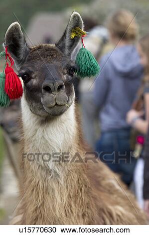 Stock Image - Llamas (Lama glama) at The Lost City of The Incas, Machu Picchu, Cusco Region, Peru. Fotosearch