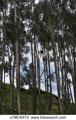 Low angle view of trees in Sacred Valley, Cusco Region, Peru View Large Photo Image Stock Image - Low angle view of trees in Sacred Valley, Cusco Region, Peru. Fotosearch