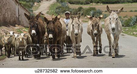 Stock Image - Man herding sheep and donkeys, Sacred Valley, Cusco Region, Peru. Fotosearch
