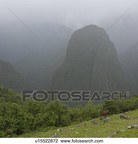 Stock Image - Mountain covered with fog, Machu Picchu, Cusco Region, Peru. Fotosearch