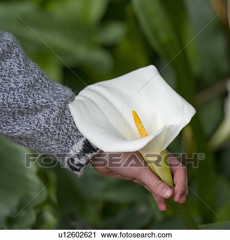 Person's hand picking up a Cala lily in a garden of Willka Tika Guesthouse, Willka Tika, Sacred Valley, Cusco Region, Peru View Large Photo Image Stock Image - Person's hand picking up a Cala lily in a garden of Willka Tika Guesthouse, Willka Tika, Sacred Valley, Cusco Region, Peru. Fotosearch