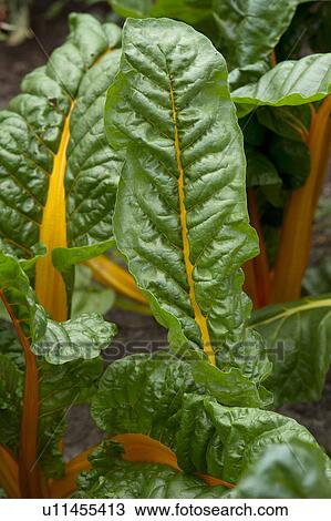 Plants in a garden, Willka Tika, Sacred Valley, Cusco Region, Peru View Large Photo Image Stock Image - Plants in a garden, Willka Tika, Sacred Valley, Cusco Region, Peru. Fotosearch
