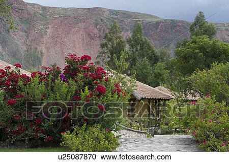 Plants in a garden, Willka Tika, Sacred Valley, Cusco Region, Peru View Large Photo Image Stock Image - Plants in a garden, Willka Tika, Sacred Valley, Cusco Region, Peru. Fotosearch