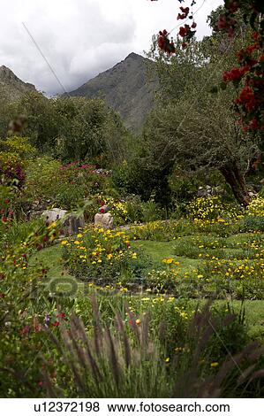 Stock Photo - Plants in a garden, Willka Tika, Sacred Valley, Cusco Region, Peru. Fotosearch
