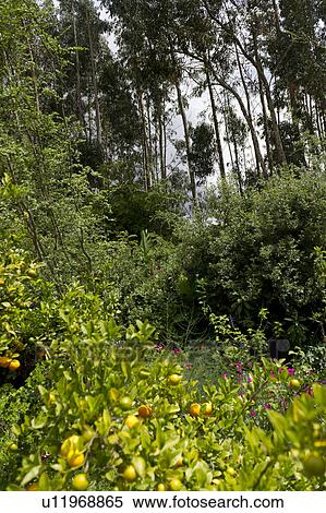 Plants in a garden, Willka Tika, Sacred Valley, Cusco Region, Peru View Large Photo Image Stock Photography - Plants in a garden, Willka Tika, Sacred Valley, Cusco Region, Peru. Fotosearch