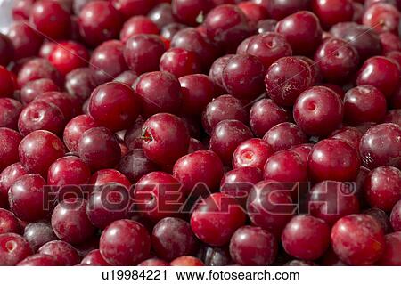 Plums for sale at a store, Pisac, Sacred Valley, Cusco Region, Peru View Large Photo Image Stock Image - Plums for sale at a store, Pisac, Sacred Valley, Cusco Region, Peru. Fotosearch