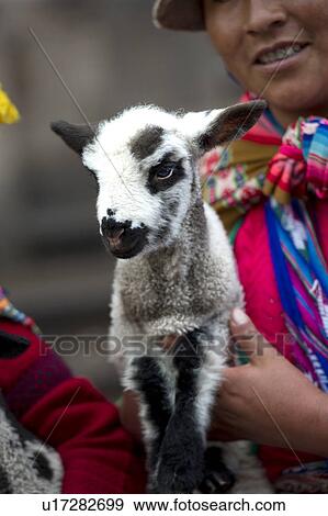 Stock Photo - Quechua woman carrying a kid goat, Cuzco, Peru. Fotosearch