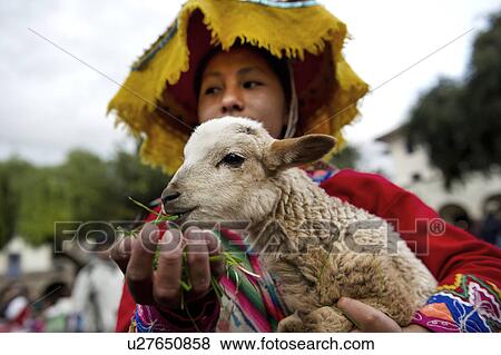Stock Photo - Quechua woman feeding a kid goat, Plaza Regocijo, Cuzco, Peru. Fotosearch