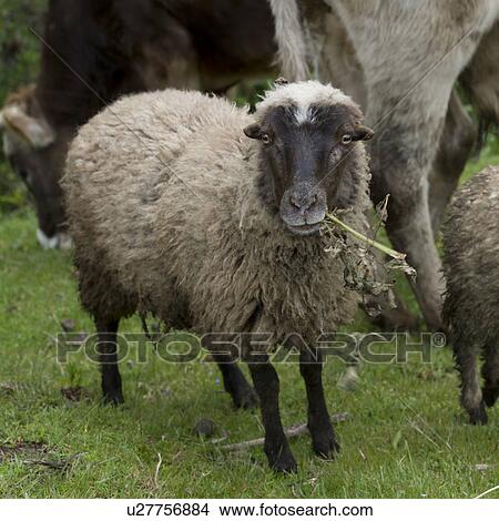 Picture - Sheep grazing in a field, Sacred Valley, Cusco Region, Peru. Fotosearch