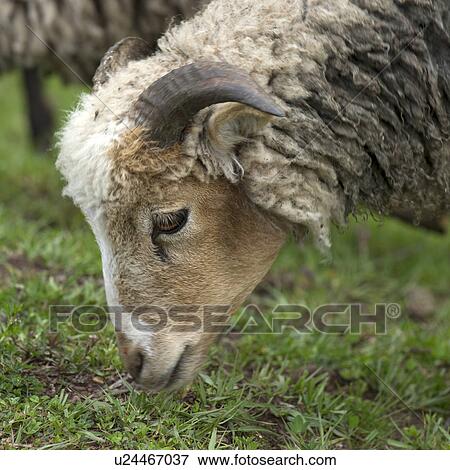 Sheep grazing in a field, Sacred Valley, Cusco Region, Peru View Large Photo Image Stock Photo - Sheep grazing in a field, Sacred Valley, Cusco Region, Peru. Fotosearch