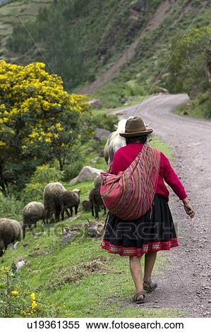 Stock Photography - Shepherd herding sheep, Sacred Valley, Cusco Region, Peru. Fotosearch