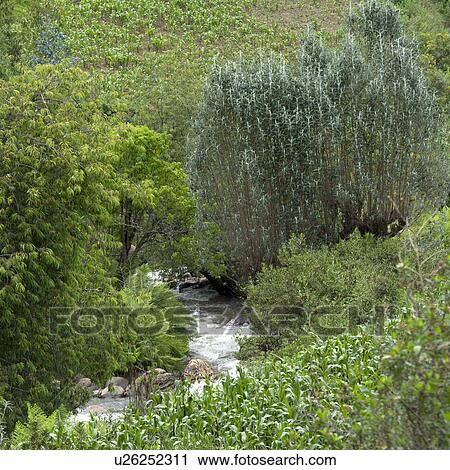 Stock Image - Stream flowing through a forest, Sacred Valley, Cusco Region, Peru. Fotosearch