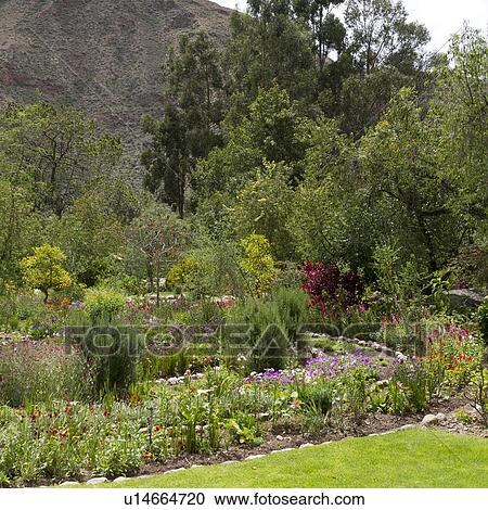 Trees in a garden of Willka Tika Guesthouse, Willka Tika, Sacred Valley, Cusco Region, Peru View Large Photo Image Stock Image - Trees in a garden of Willka Tika Guesthouse, Willka Tika, Sacred Valley, Cusco Region, Peru. Fotosearch