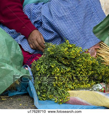 Stock Image - Vendor selling herbs at a market stall, Sacred Valley, Cusco Region, Peru. Fotosearch
