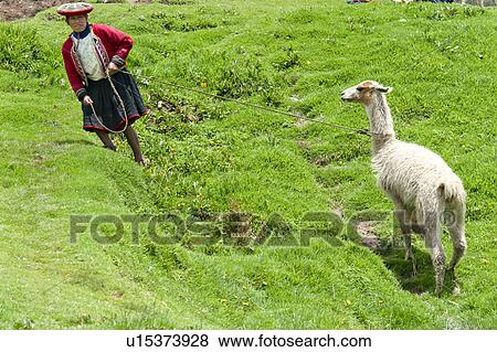 Stock Photo - Woman pulling a llama (Lama glama) with a leash, Sacsayhuaman, Cuzco, Peru. Fotosearch
