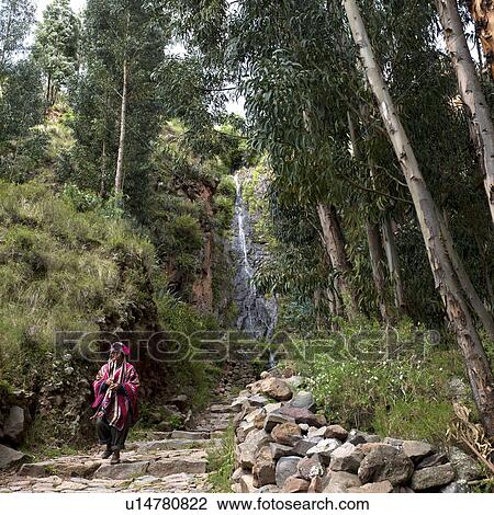 Woman walking on a stone walkway passing through a forest, Pisac, Sacred Valley, Cusco Region, Peru View Large Photo Image Stock Image - Woman walking on a stone walkway passing through a forest, Pisac, Sacred Valley, Cusco Region, Peru. Fotosearch