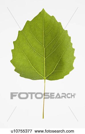 Bigtooth Aspen Leaf View Large Photo Image Stock Photo - Bigtooth Aspen Leaf. Fotosearch