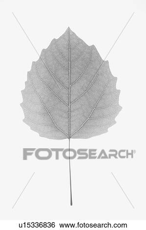 Stock Photograph - Bigtooth Aspen Leaf. Fotosearch