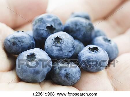 Stock Photo - Blueberries in hand. Fotosearch