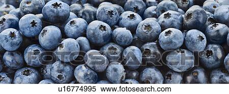 Stock Photography - Blueberries. Fotosearch