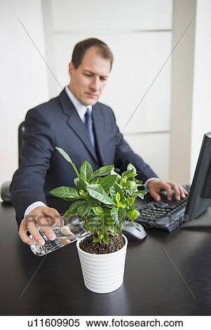 Businessman watering plant on desk View Large Photo Image Stock Photography - Businessman watering plant on desk. Fotosearch
