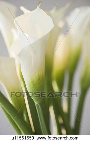 Close up of calalily flowers View Large Photo Image Stock Photo - Close up of calalily flowers. Fotosearch