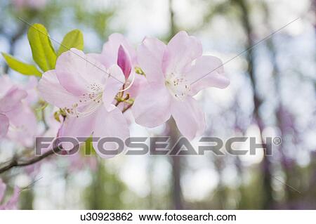 Close-up of cherry blossom View Large Photo Image Stock Image - Close-up of cherry blossom. Fotosearch