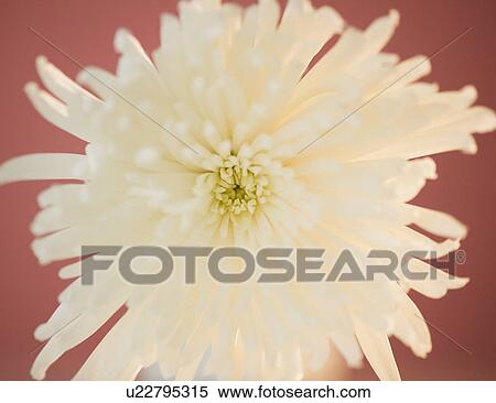 Close up of chrysanthemum flower View Large Photo Image Stock Photography - Close up of chrysanthemum flower. Fotosearch