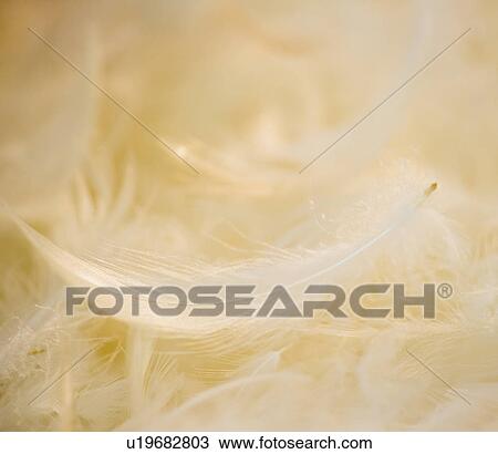 Close up of feather View Large Photo Image Stock Image - Close up of feather. Fotosearch