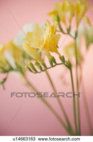Close up of freesia flowers View Large Photo Image Stock Image - Close up of freesia flowers. Fotosearch