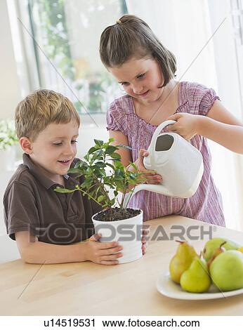 Close up of girl (6-7) and boy (4-5) watering plant in kitchen View Large Photo Image Stock Image - Close up of girl (6-7) and boy (4-5) watering plant in kitchen. Fotosearch
