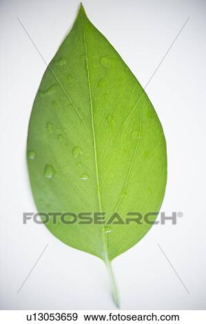 Stock Photo - Close up of green leaf. Fotosearch