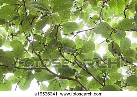 Stock Image - Close up of green leafs. Fotosearch