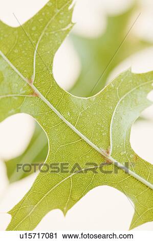 Close up of leaf View Large Photo Image Stock Image - Close up of leaf. Fotosearch