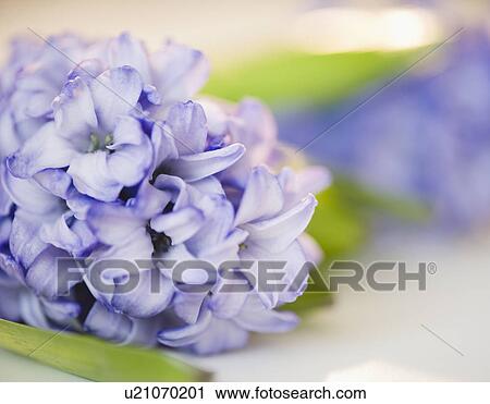 Stock Image - Close up of lilac flower. Fotosearch