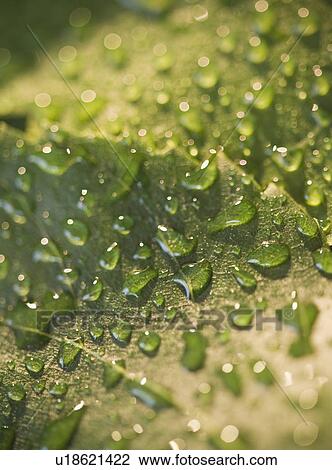 Stock Image - Close up of raindrops on green leaf. Fotosearch