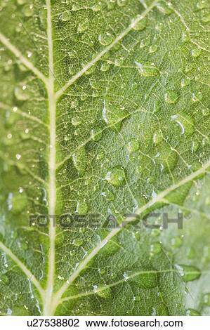 Close up of raindrops on green leaf View Large Photo Image Stock Image - Close up of raindrops on green leaf. Fotosearch