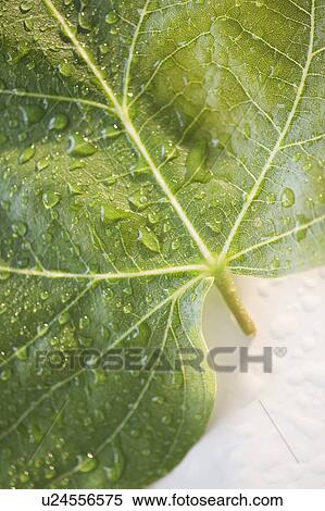 Close up of raindrops on green leaf View Large Photo Image Stock Photography - Close up of raindrops on green leaf. Fotosearch