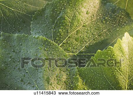 Stock Image - Close up of raindrops on green leafs. Fotosearch